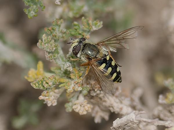 <h3><a href="/trips/ebro/biota/animalia/arthropoda/insecta/diptera/syrphidae/eupeodes corollae/eupeodes corollae-nl.html">Eupeodes&nbsp;corollae</a> /  / Terrasjes‑kommazweefvlieg</h3>OM-1 Mark II met OLYMPUS M.300mm F4.0, 1/2000 sec  bij F4.0, ISO 320, afstand 1.95&nbsp;m